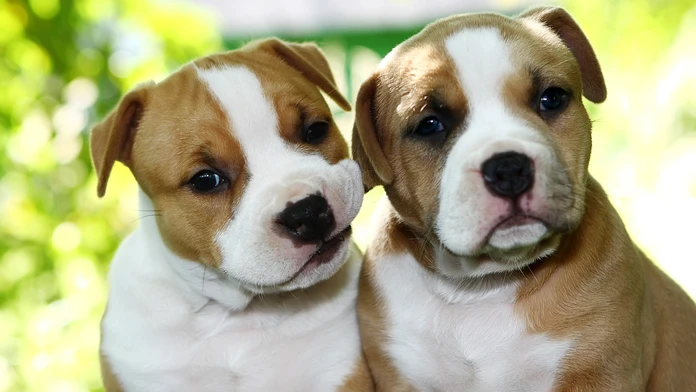 Po brutálnom útoku psa zomrela žena. Montreal tak zakázal chov pitbullov