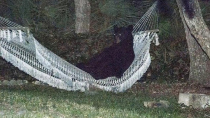 Medveď v hojdacej sieti