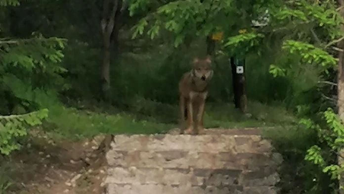 V Tatranskej Polianke buďte opatrní. Ľudia sa tam stretli s vlkom