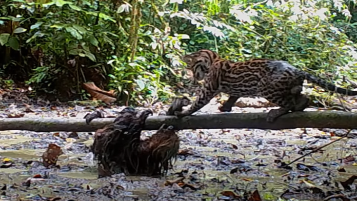 VIDEO: Nečakaný záver nerovného súboja. Leňochod sa ubránil ocelotovi, ktorý ho chcel uloviť