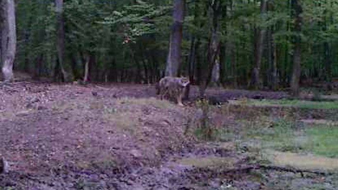 Fotopasca zachytila vlka na juhu Slovenska.