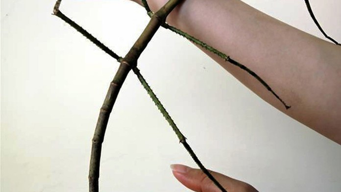 Najdlhší hmyz na svete.