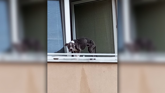 Úbohé zviera zachránilo, že si ho všimol okoloidúci.