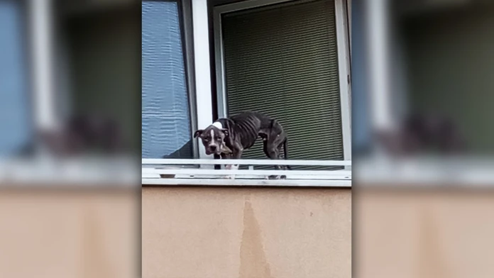 Úbohé zviera zachránilo, že si ho všimol okoloidúci.