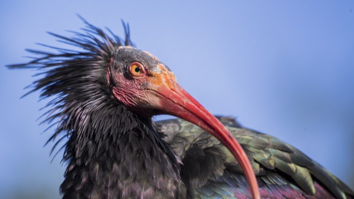 Ibis skalný.