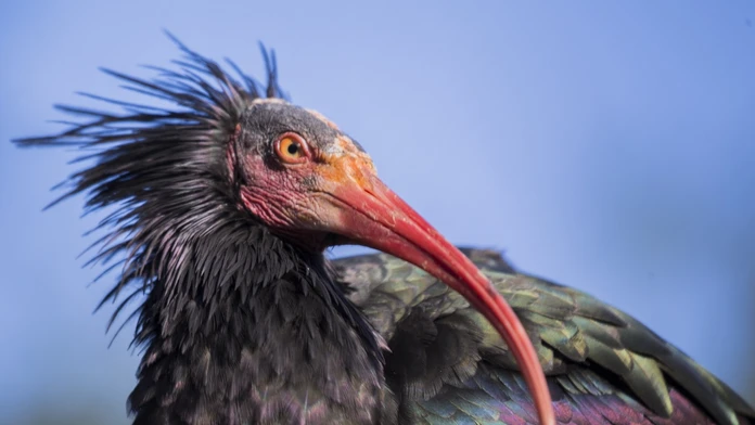 Ibis skalný.