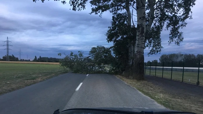 Strom na ceste.