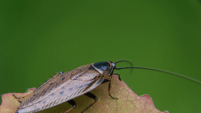 Ectobius_lapponicus_a1.jpg