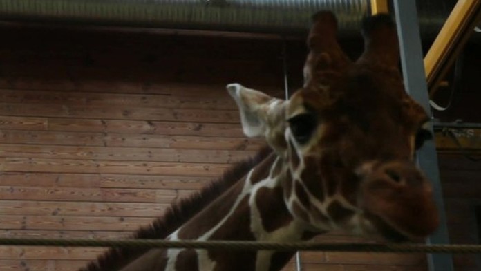 Utratené žirafie mláďa