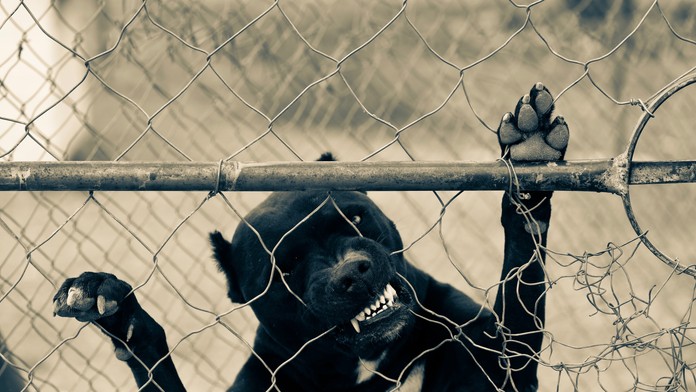 Hrozivý prípad z Poľska. Chlapec (2) prestrčil ruku cez plot, pes mu odhryzol dva prsty