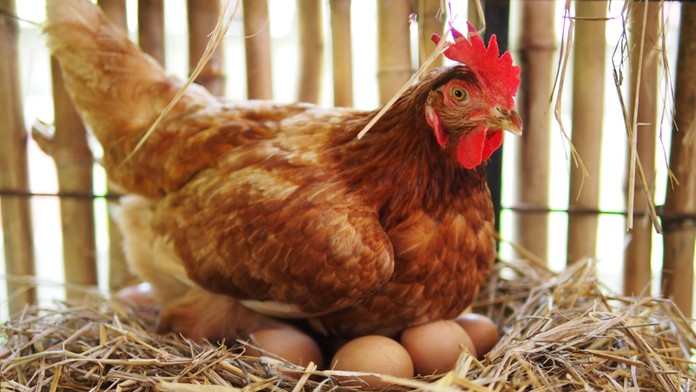 Pod sliepkou čakalo farmára prekvapenie. „Adoptovala“ si nečakaného tvora