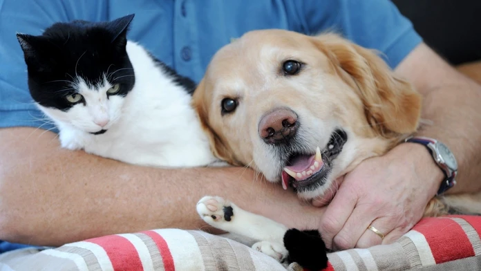 Retríver Toby zachránil kocúra Stewarta. 