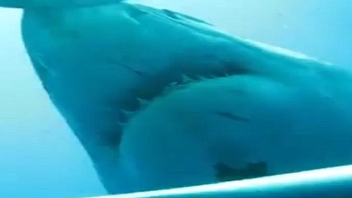 2E433B7600000578-0-image-a-7_1447060132468.jpg
