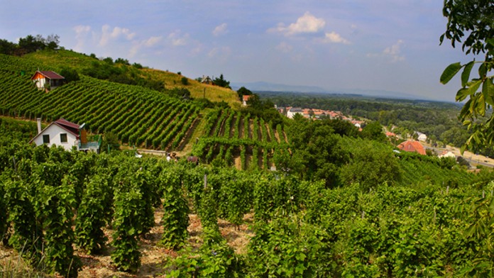 Tokajské vinice