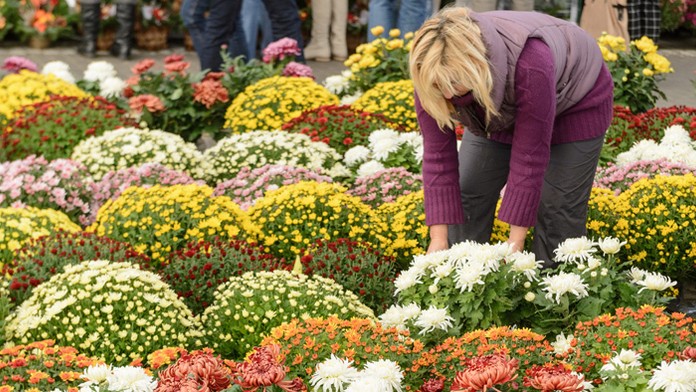 Predaj chryzantém v mestskej tržnici v Nitre pred Pamiatkou zosnulých.