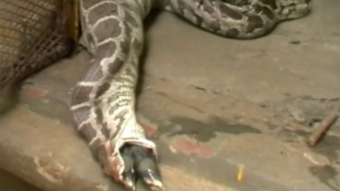 Pytón ulovil mláďa antilopy.