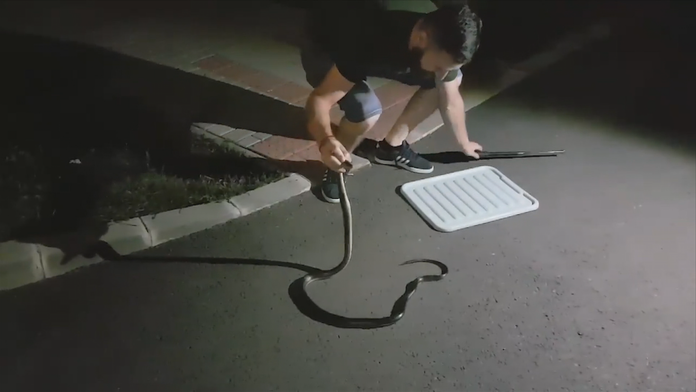 Had na zvolenskom sídlisku