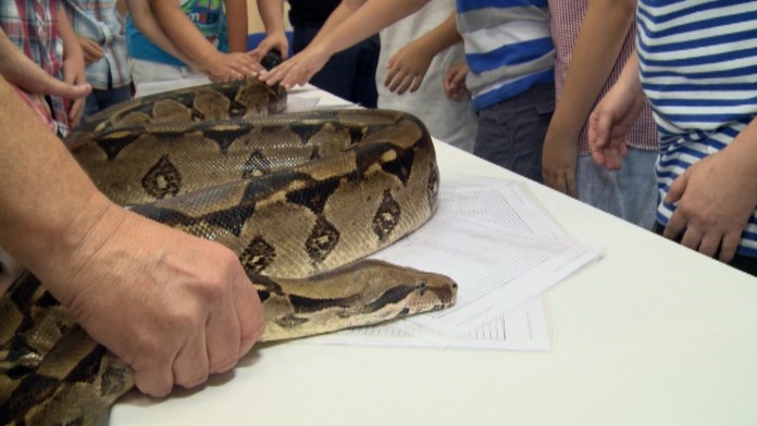 Vysvedčenie od hada. 