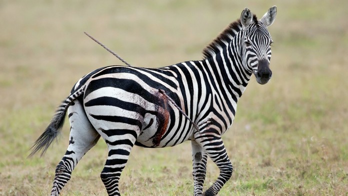 zebra1.jpg