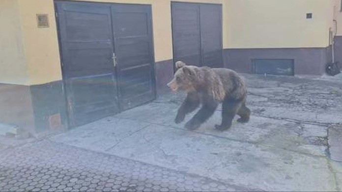 Medveď, ktorý útočil v Liptovskom Mikuláši