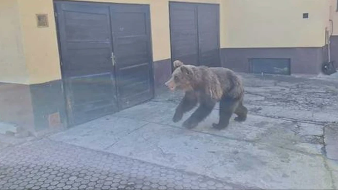 Medveď, ktorý útočil v Liptovskom Mikuláši