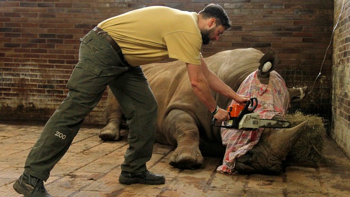 V pondelok zoologická záhrada skrátila roh prvému zo svojich nosorožcov. 