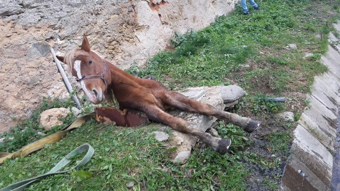 Kôň bol v šachte zakliesnený niekoľko hodín