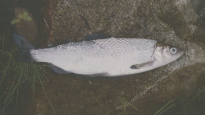 RYBAweb_jpg_bez_watermarku_1.jpg