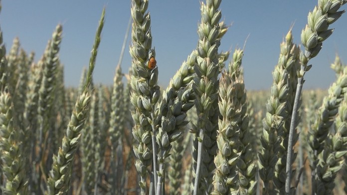 Ak nezaprší, môžu prísť o úrodu.