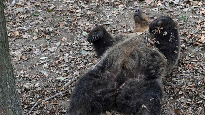Strieľať ich či premiestňovať? Problémové medvede stále zamestnávajú hlavy odborníkov