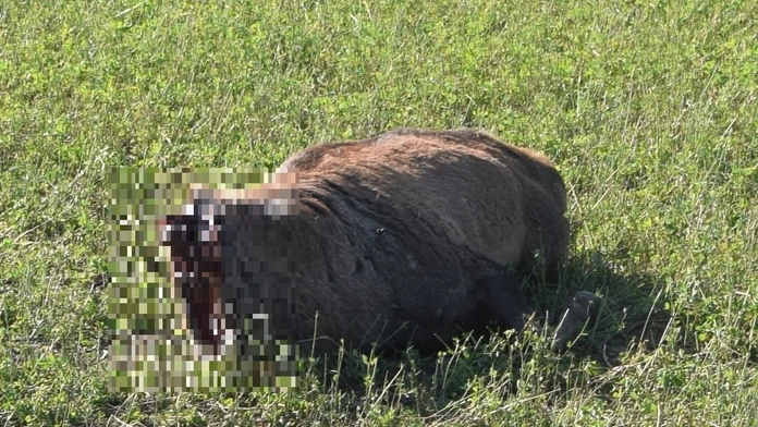 Nájdené telo jeleňa.