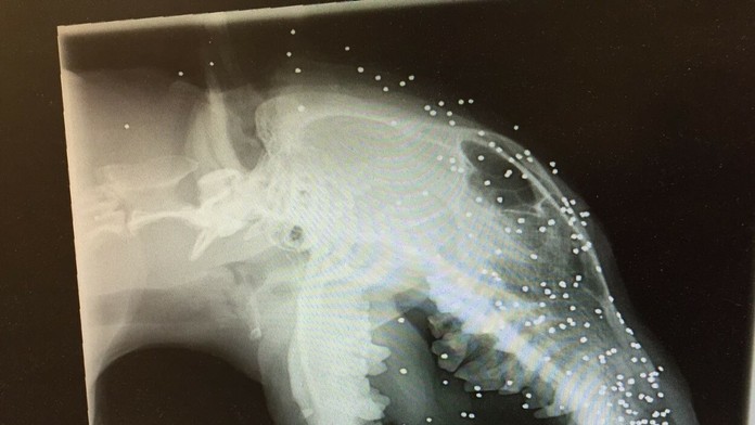 Guľky v koži a lebke mu tam navždy zostanú.