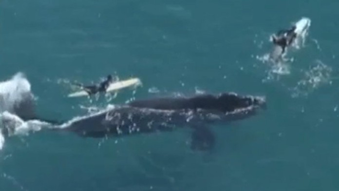Surferi stretli obrovskú veľrybu