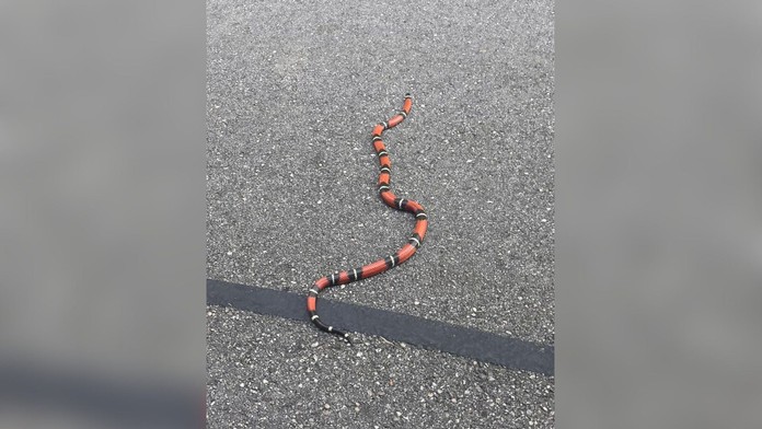 Bratislavskými lesmi sa môže pohybovať hadiarka. 