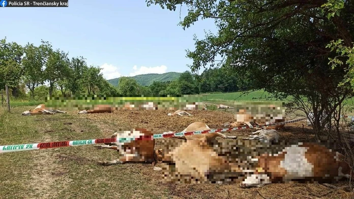 Uhynuté kravy na družstve v Bolešove.