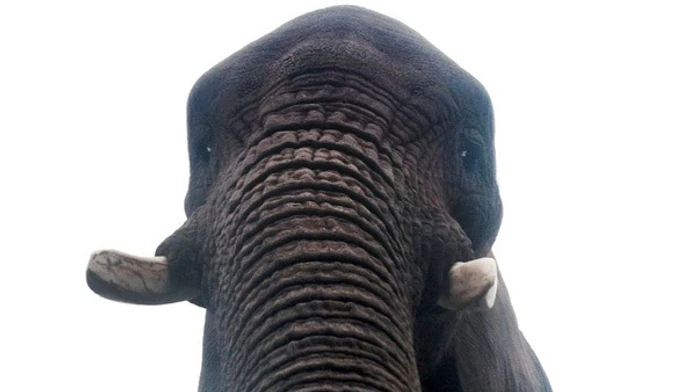 Slonica si urobila selfie