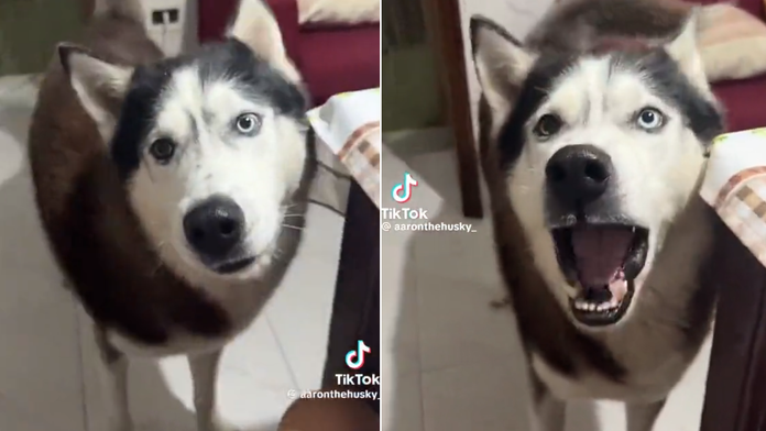 VIDEO: Aký pán, taký pes. Husky so silným talianskym prízvukom baví sociálne siete