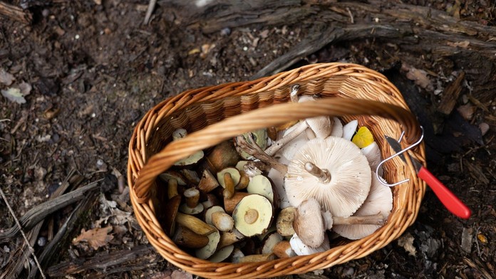 Objav pre českú vedu. Na severe Moravy našli nový druh doposiaľ neznámej huby
