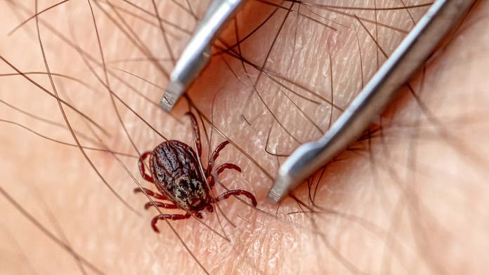 Sezóna kliešťov sa začala výrazne skôr. Čoskoro príde ich veľký nárast (+ lokality)