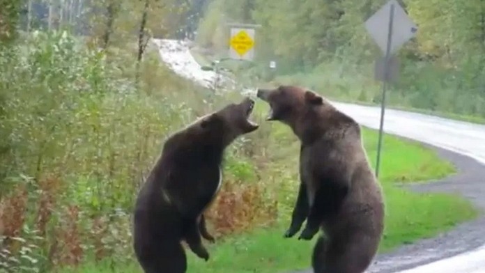 Zastrelený medveď.