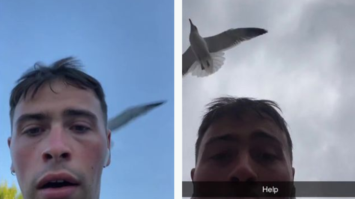 VIDEO: Mladík počas cesty do práce zažíva peklo. Každý deň na neho útočí čajka