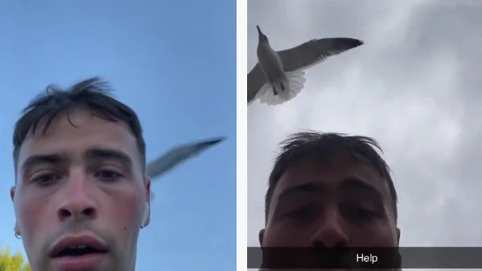 VIDEO: Mladík počas cesty do práce zažíva peklo. Každý deň na neho útočí čajka