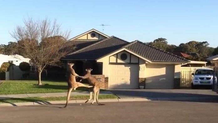 kangoroo.JPG