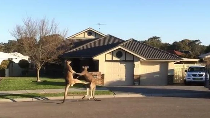 kangoroo.JPG