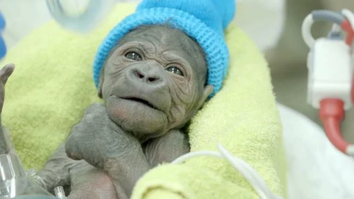 baby+gorilla+0313+1.jpg