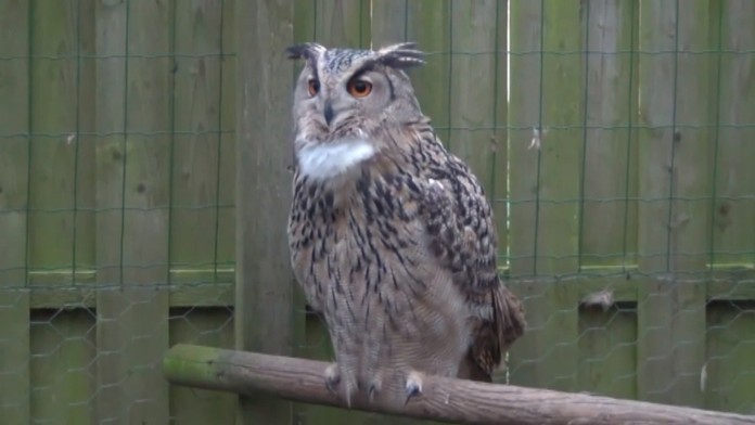 Výr skalný dostal meno Sonička