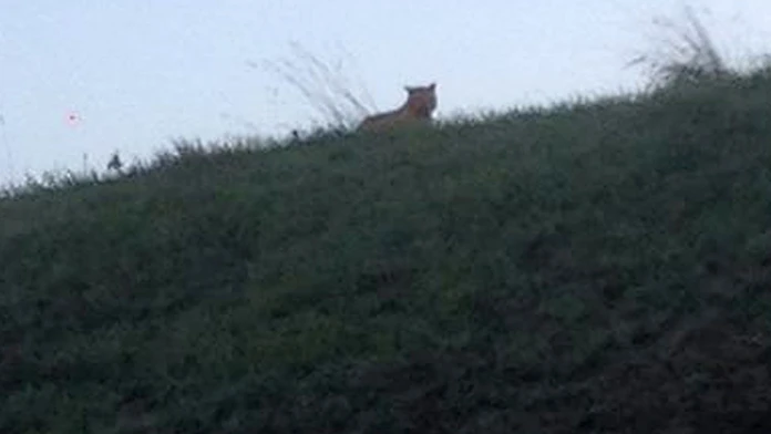 Tiger neďaleko Disneylandu pri Paríži