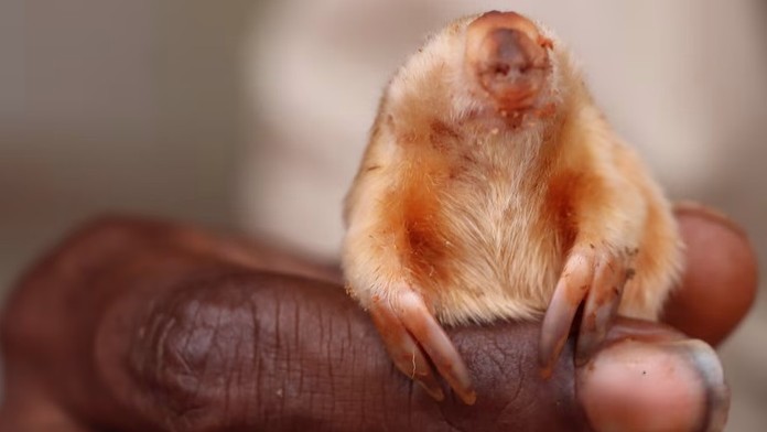 Stretnúť ho je obrovská rarita. V Austrálii odfotili nepolapiteľného tvora