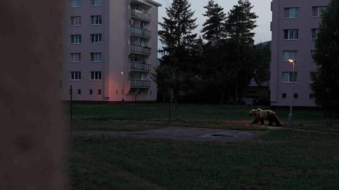 Obrovský medveď medzi bytovkami v Martine. Internetom sa šíri fotomontáž, oklamala aj exministerku