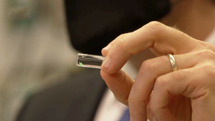 Implantát vie predpovedať Covid ešte pred prvými príznakmi.